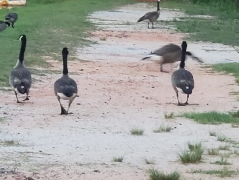 Leisure Lakes RV Park geese